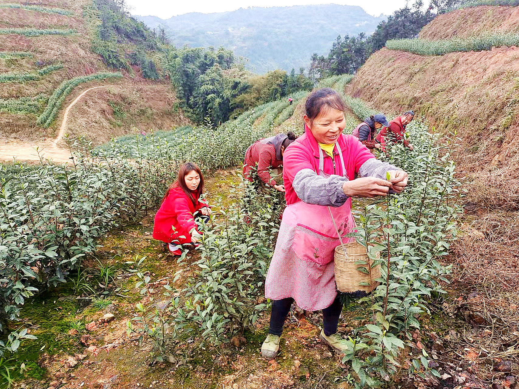 泸州市纳溪区：生态茶园绿了荒山富了民