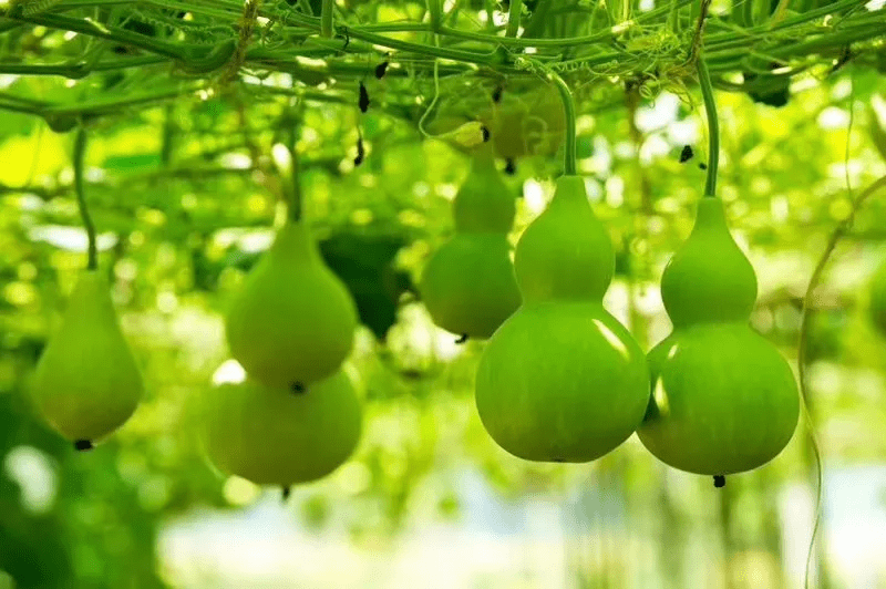 葫芦对于生长地并不挑剔,所以在中国各地均有栽培,在世界热带到温带