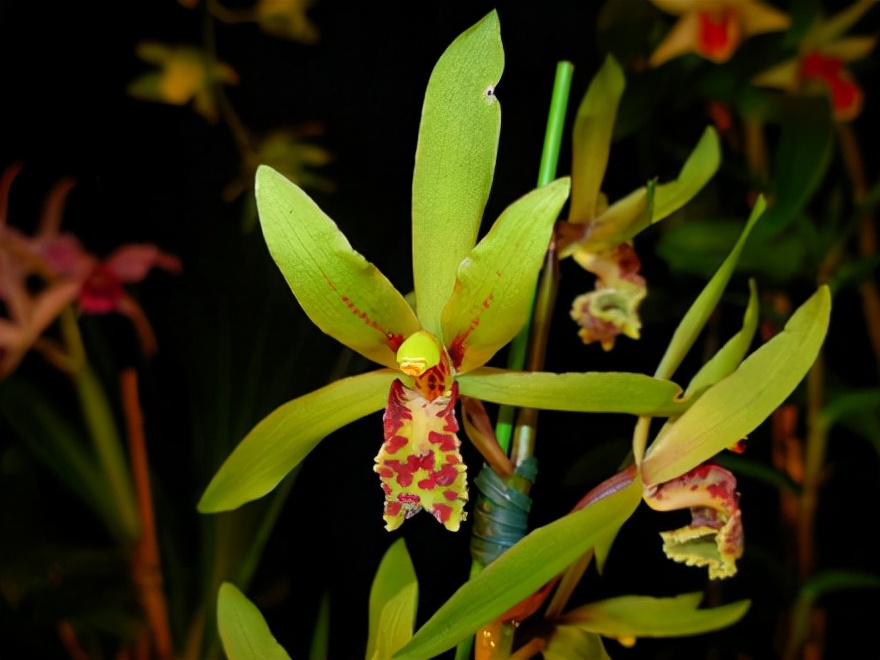 29个兰花品种，名称与图片都在这里了，你还傻傻分不清吗？