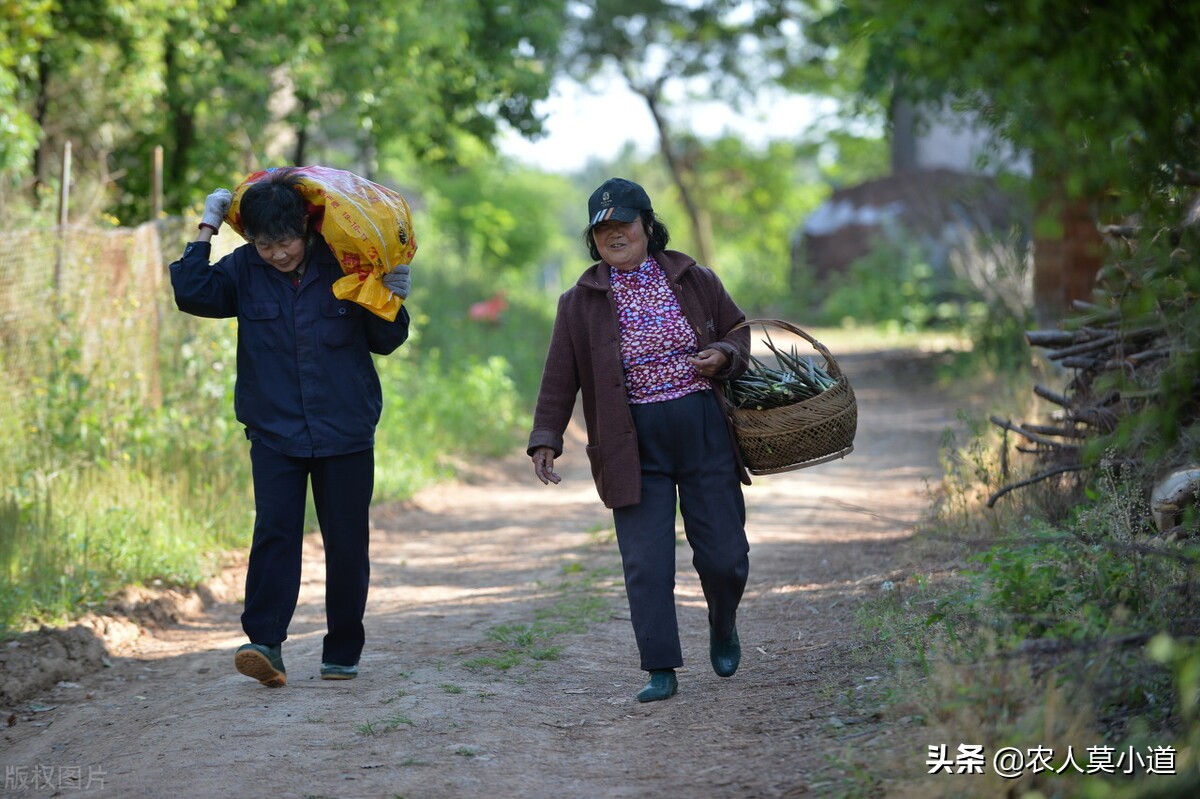 婴儿新农村合作医疗（农村农民的养老保险是怎样发放的）