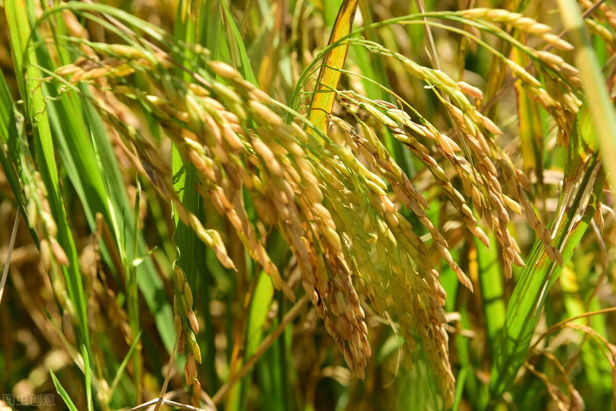 水稻价格最新报价(12月16日国内各地稻谷价格发布) - 价格百科