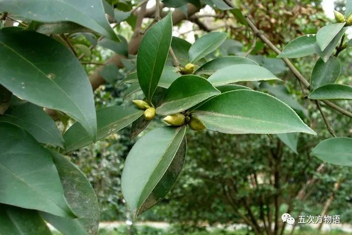 油茶,世界四大木本油料之一