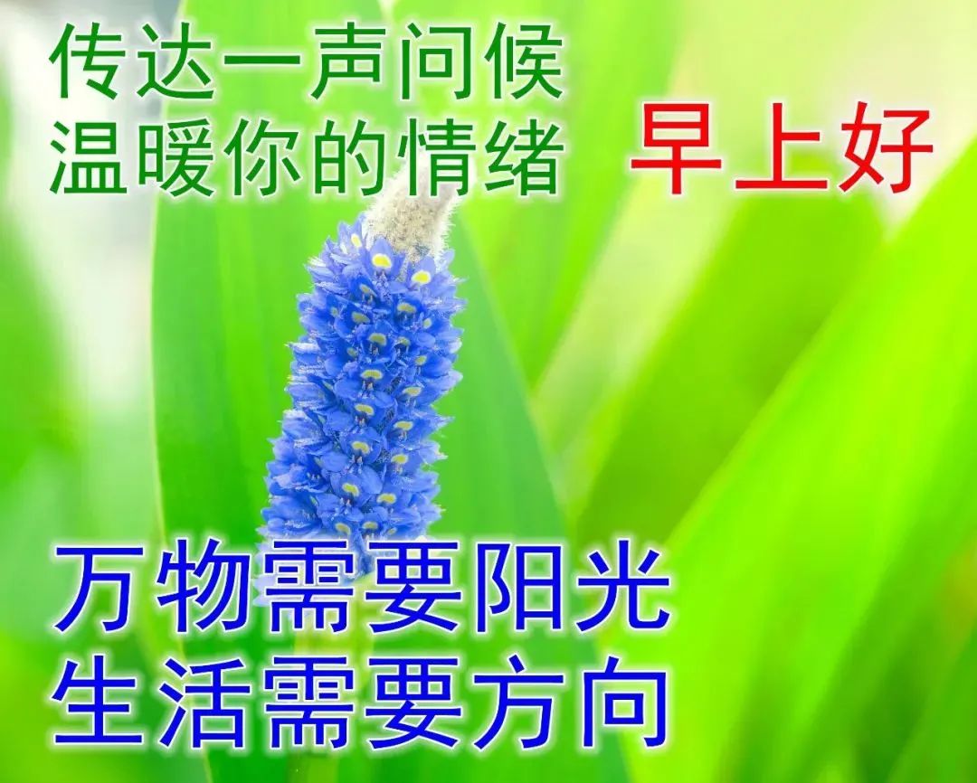 非常漂亮好看的早上好动态美图鲜花带字