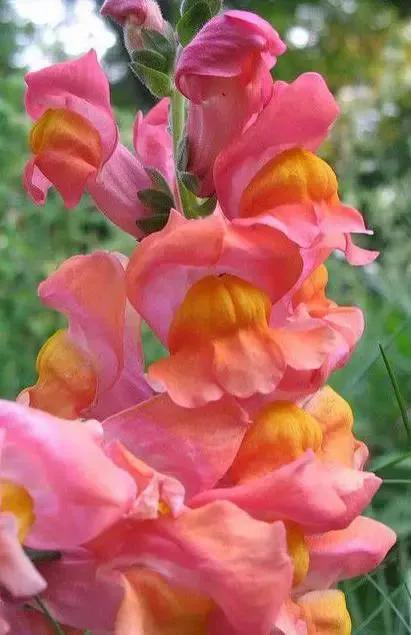 花的图片大全大图60种罕见鲜花欣赏