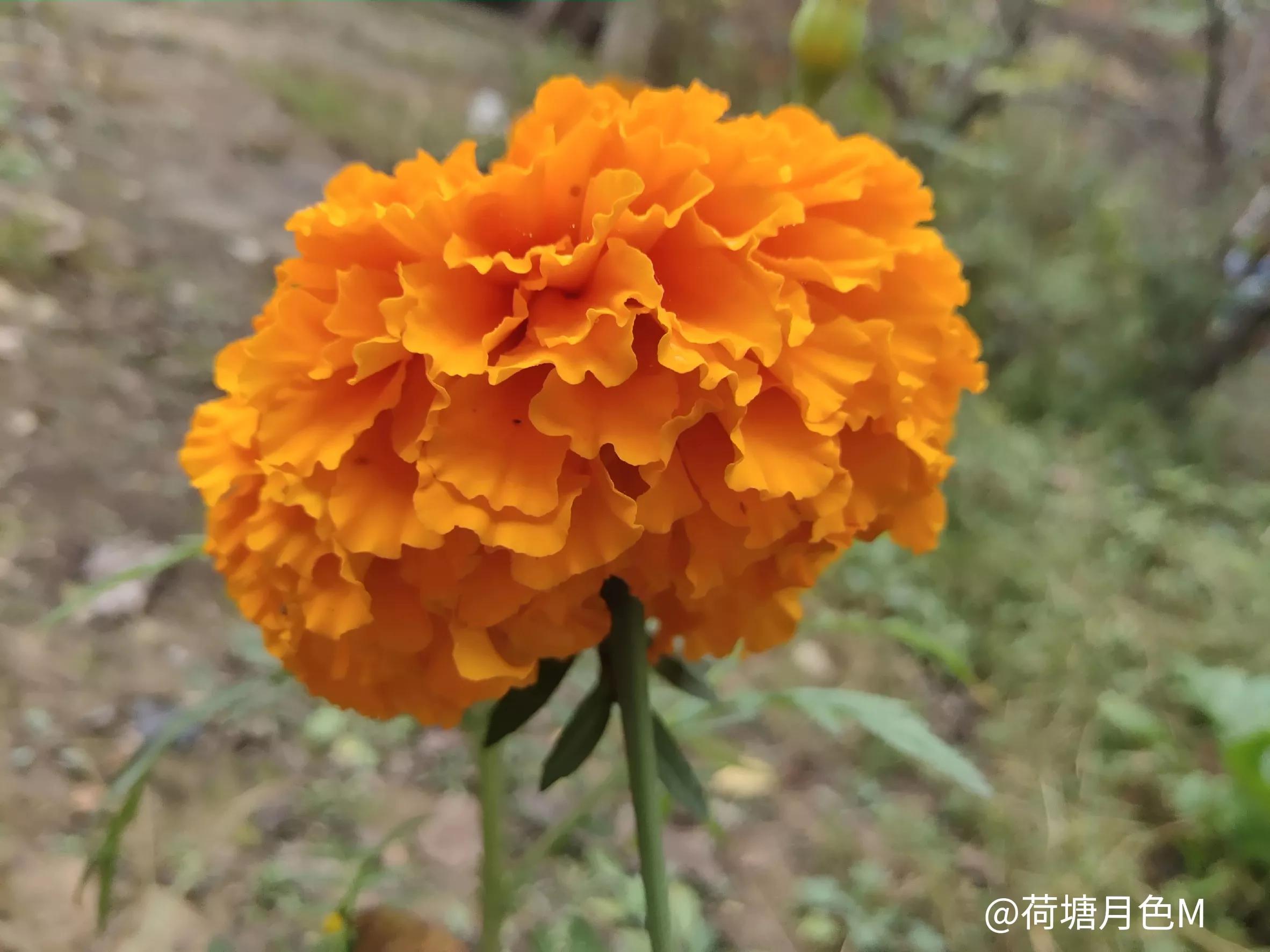 春天里，春风得意马蹄疾，一日看尽长安花