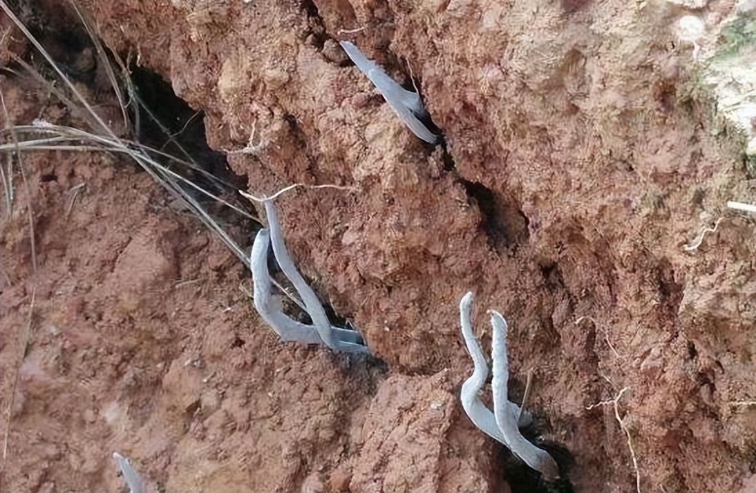 它叫"乌灵参",生长在白蚁窝里,被炒到千元1斤,有什么价值?