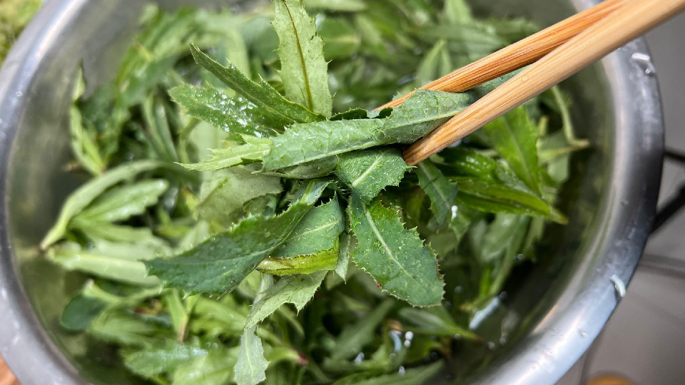 七七菜饺子馅做法大全（鲜嫩营养高的刺菜包饺子吃真香）