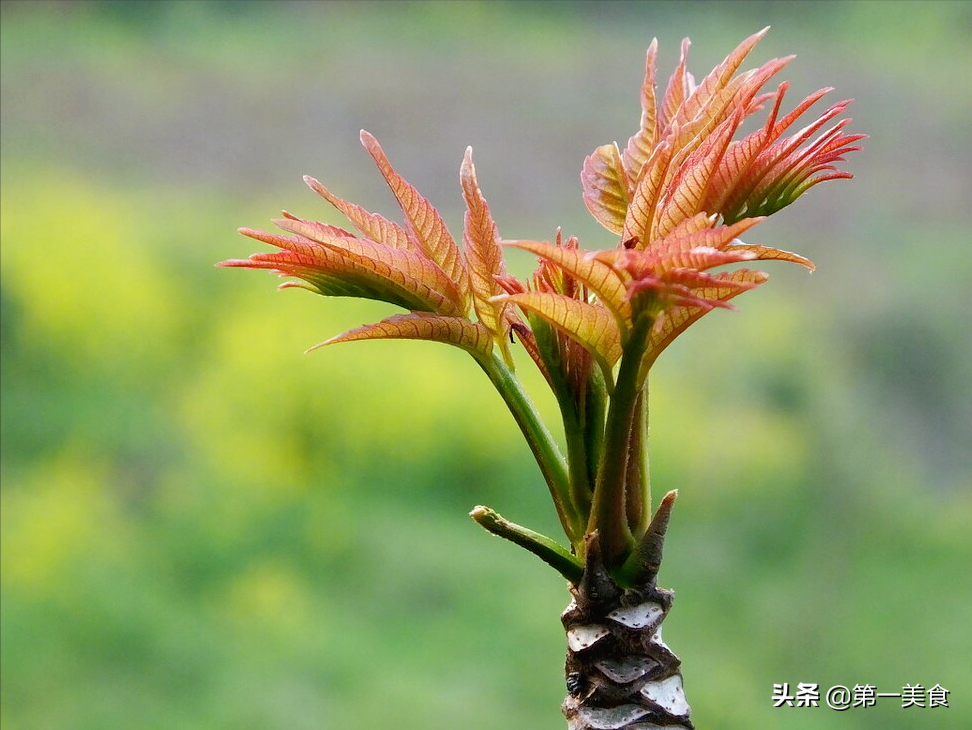 图片[1]-三月这菜赶紧吃 “头茬赛人参”！5种好吃做法 鲜香味美吃不够-起舞食谱网