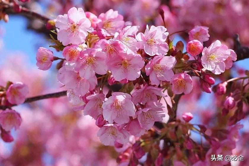 我国园林中常见的樱花品种主要有哪些？