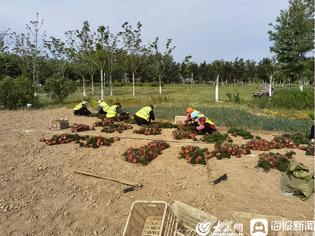 潍坊滨海永泰环卫工程有限公司党支部提升绿化品质建设靓丽园林