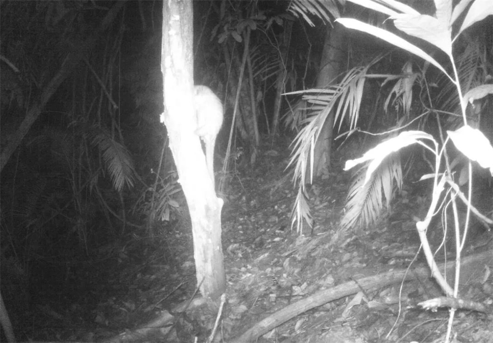 铜壁关出现穿山甲，用尾巴勾住树干，伸出长舌头，一天吃1斤蚂蚁