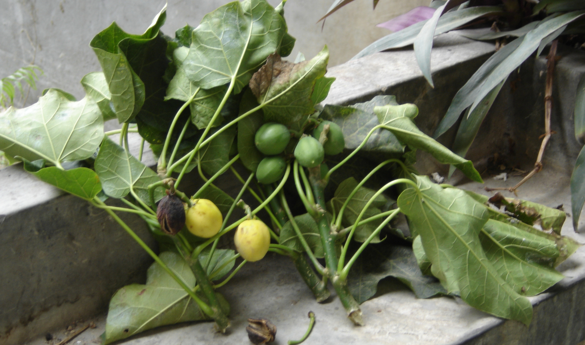 2粒中毒,7粒致死,被海南点名的麻风果毒性比蓖麻还强,它长啥样