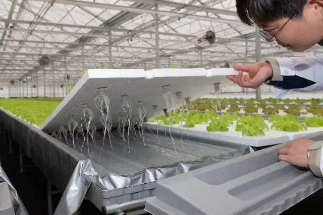 最近流行的水培蔬菜是啥？水培蔬菜有什么优缺点？