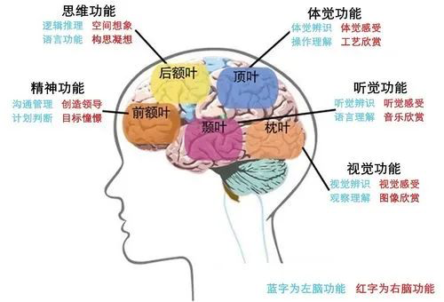 互联网改变人类的大脑？读《浅薄：互联网如何毒化了我们的大脑》