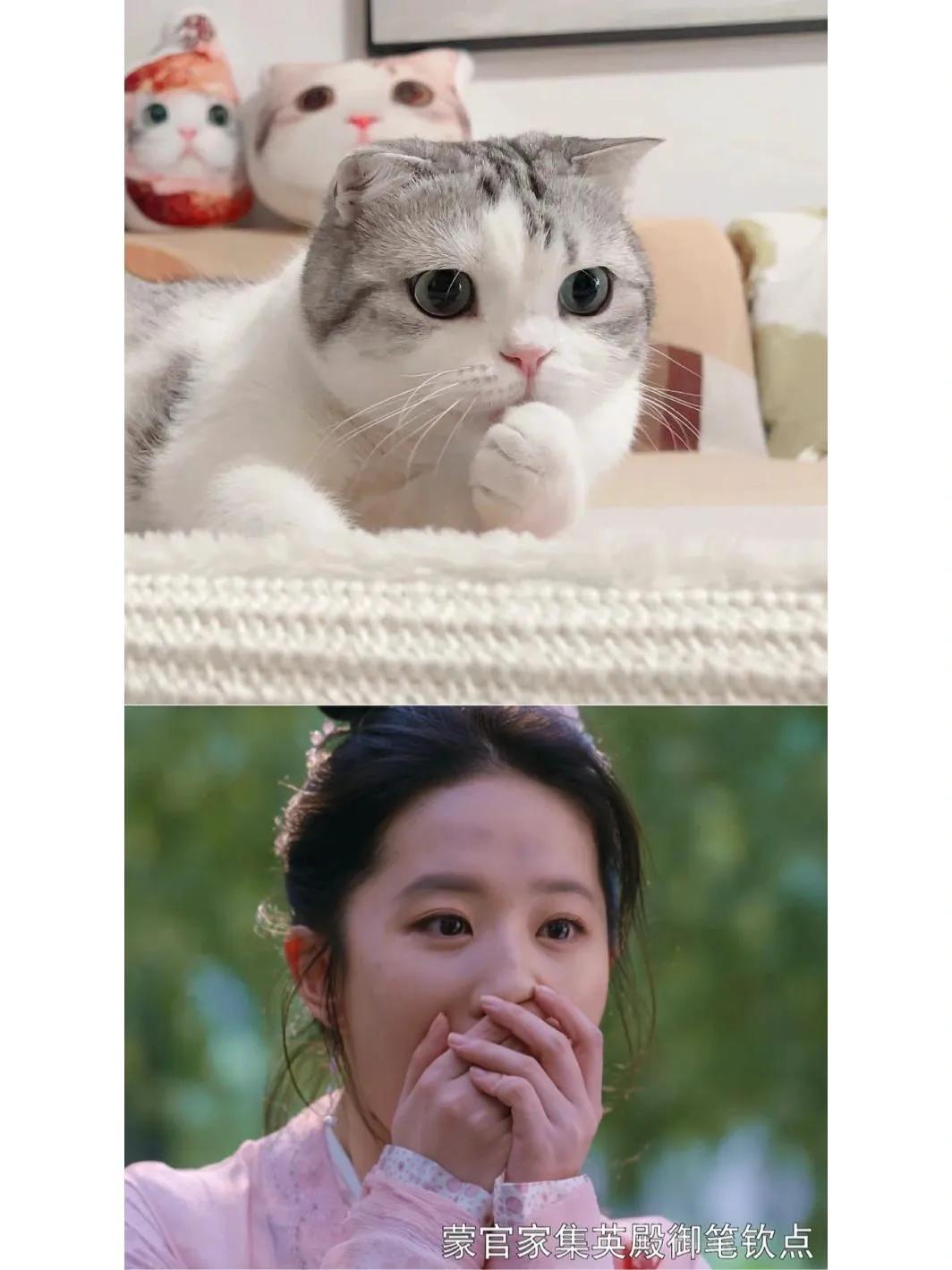 猫跟#刘亦菲撞脸了#梦华录#