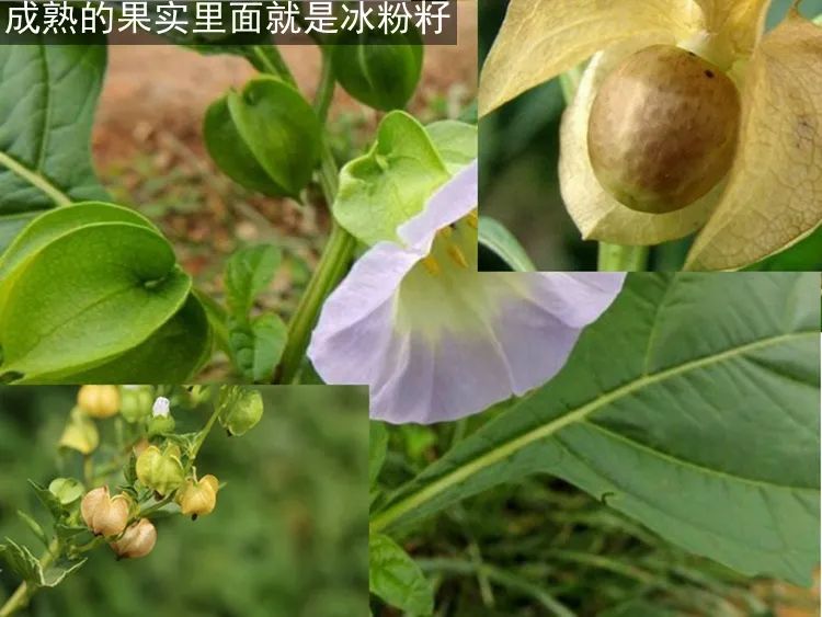 冰粉果是假酸浆的果实,外形像小核桃一样,果实里面有比芝麻还小的籽