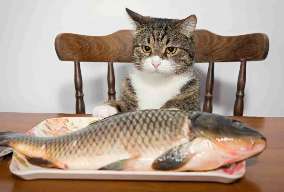 猫的报恩故事（一只猫报恩的故事）
