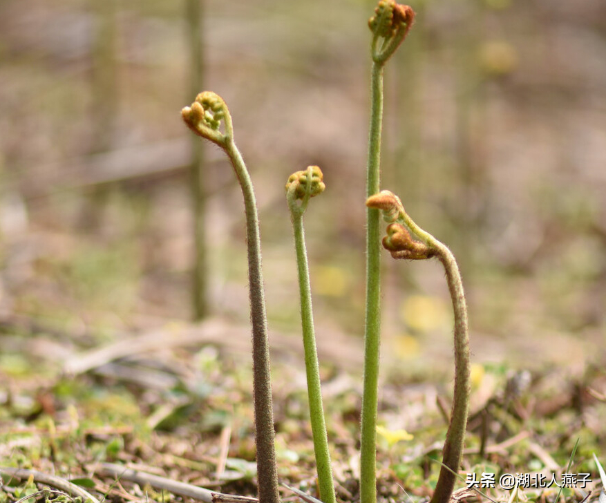 夏季摘野菜，送你61种野菜大图鉴，让你轻松认识各种野菜和吃法