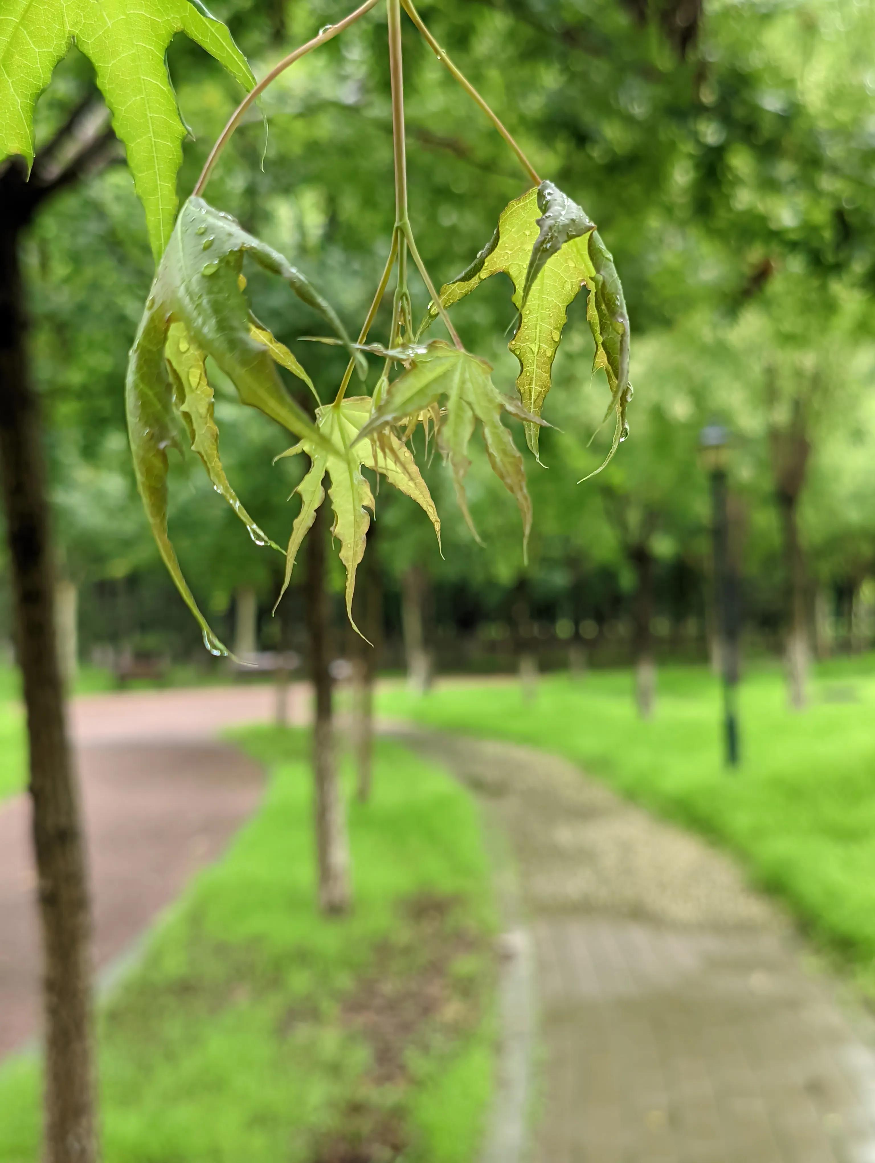 小米手机可以试试谷歌相机，比原生相机效果好