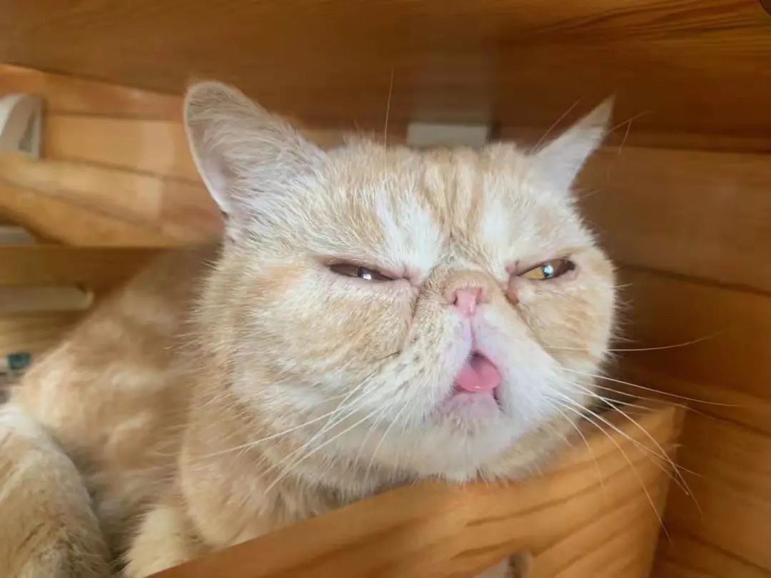 我可是拥有“三岁画老”天赋的小猫咪