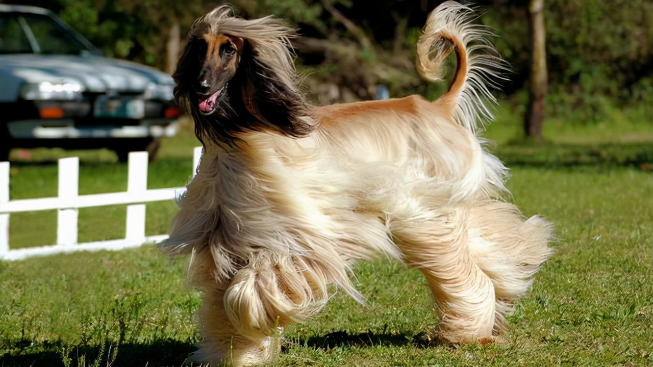 阿富汗猎犬是一种比较古老的犬种,是英国皇室的猎犬,以前是用于捕猎的