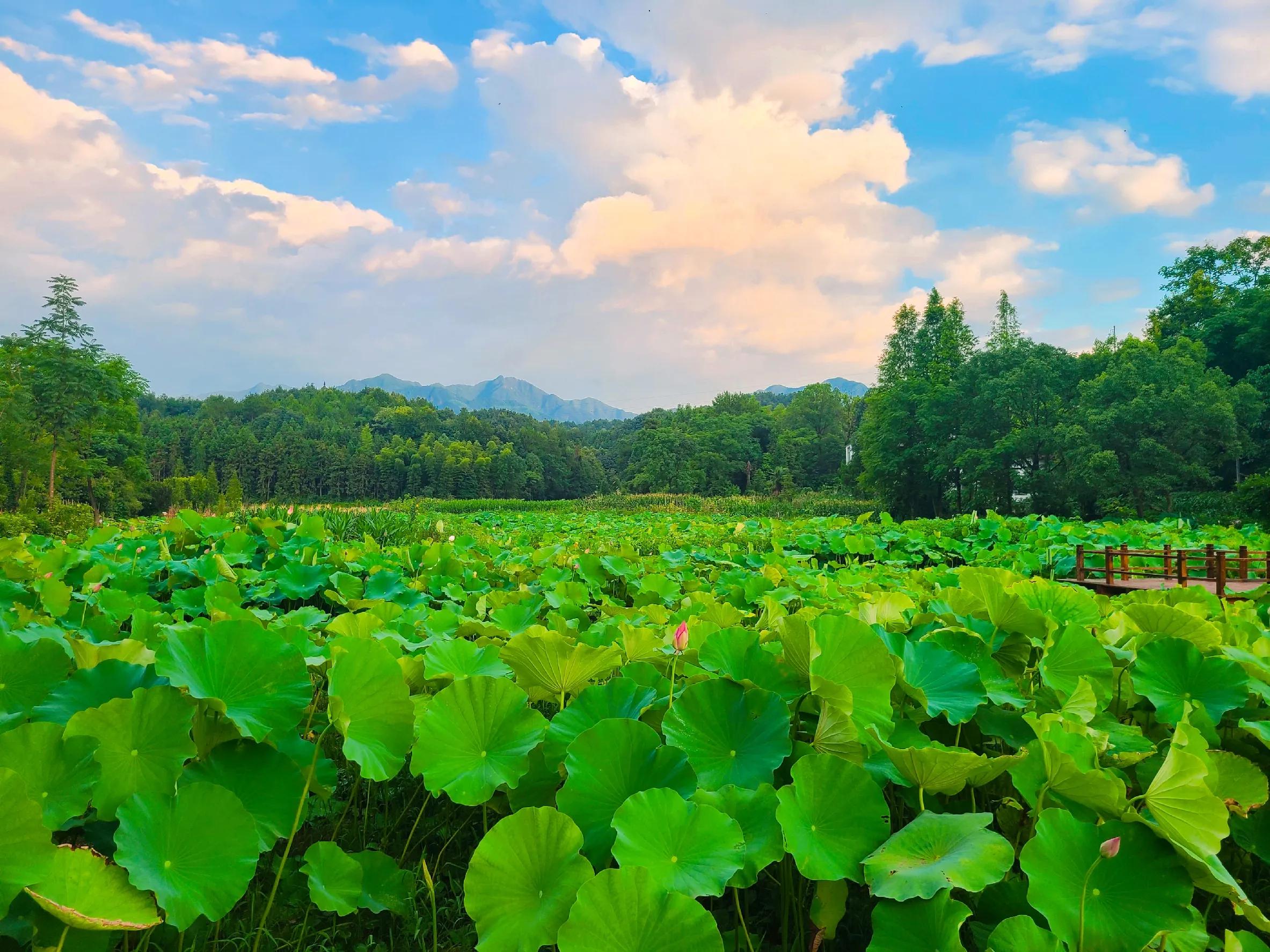 清新脱俗——清漾