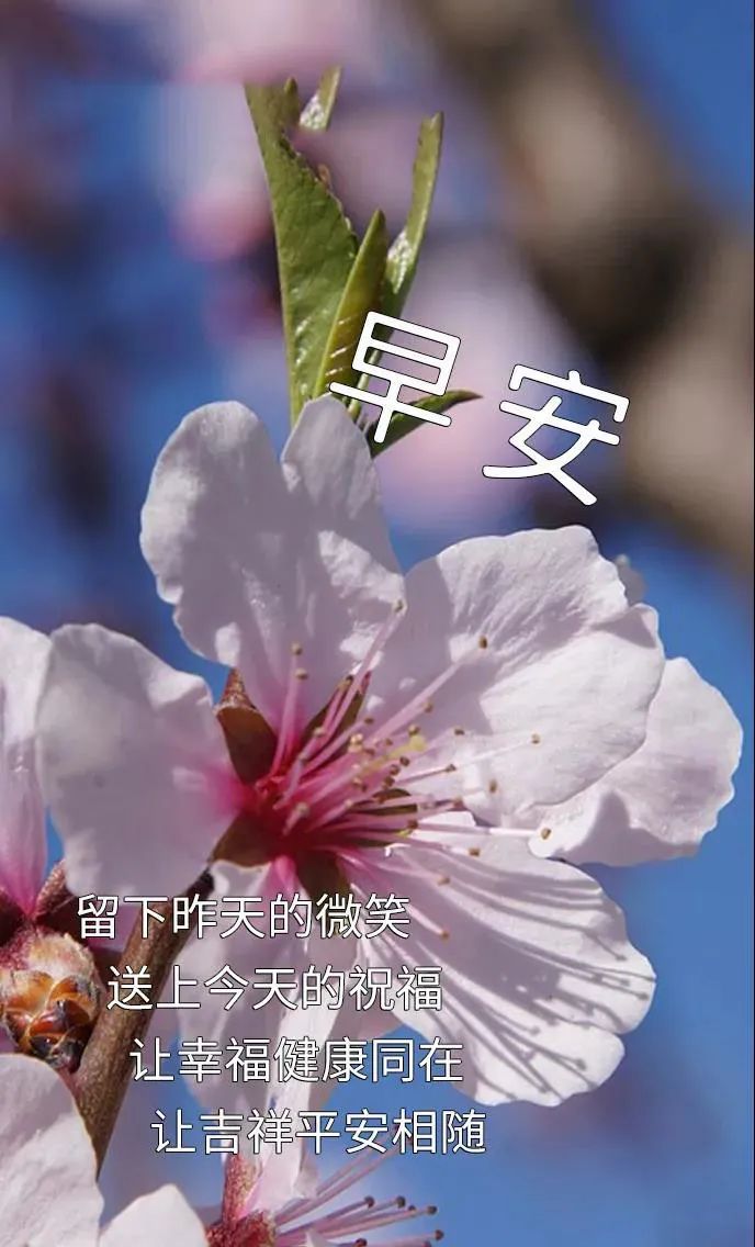 免打字春日清晨美女问候祝福图片带字,早安问声好,万事都美好