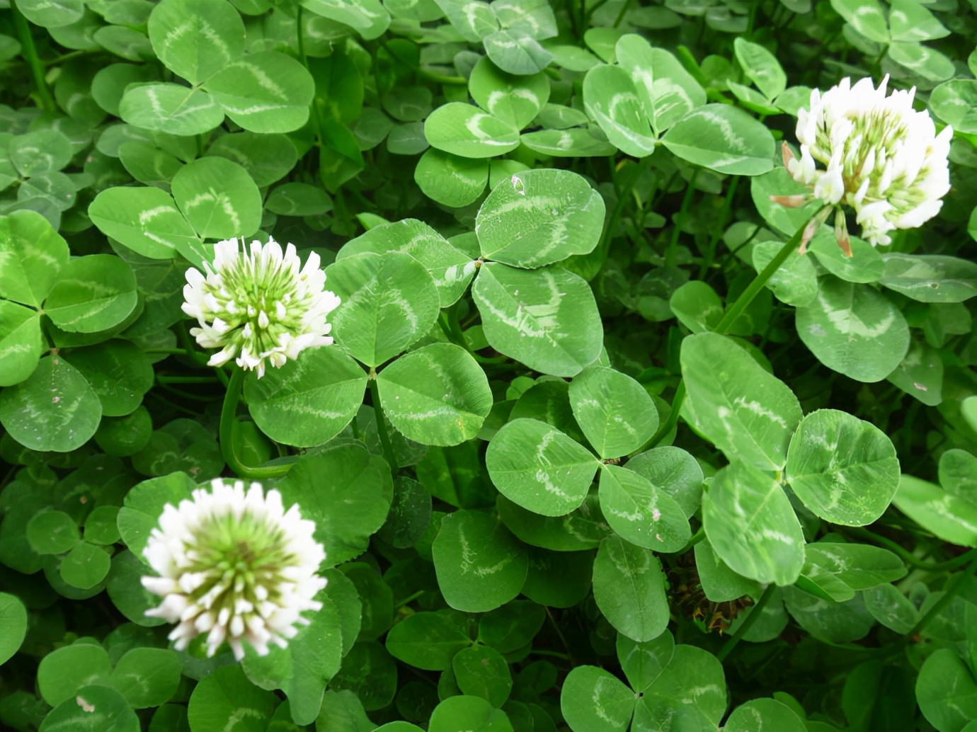 长柔毛野豌豆种子价格果园生草不要除