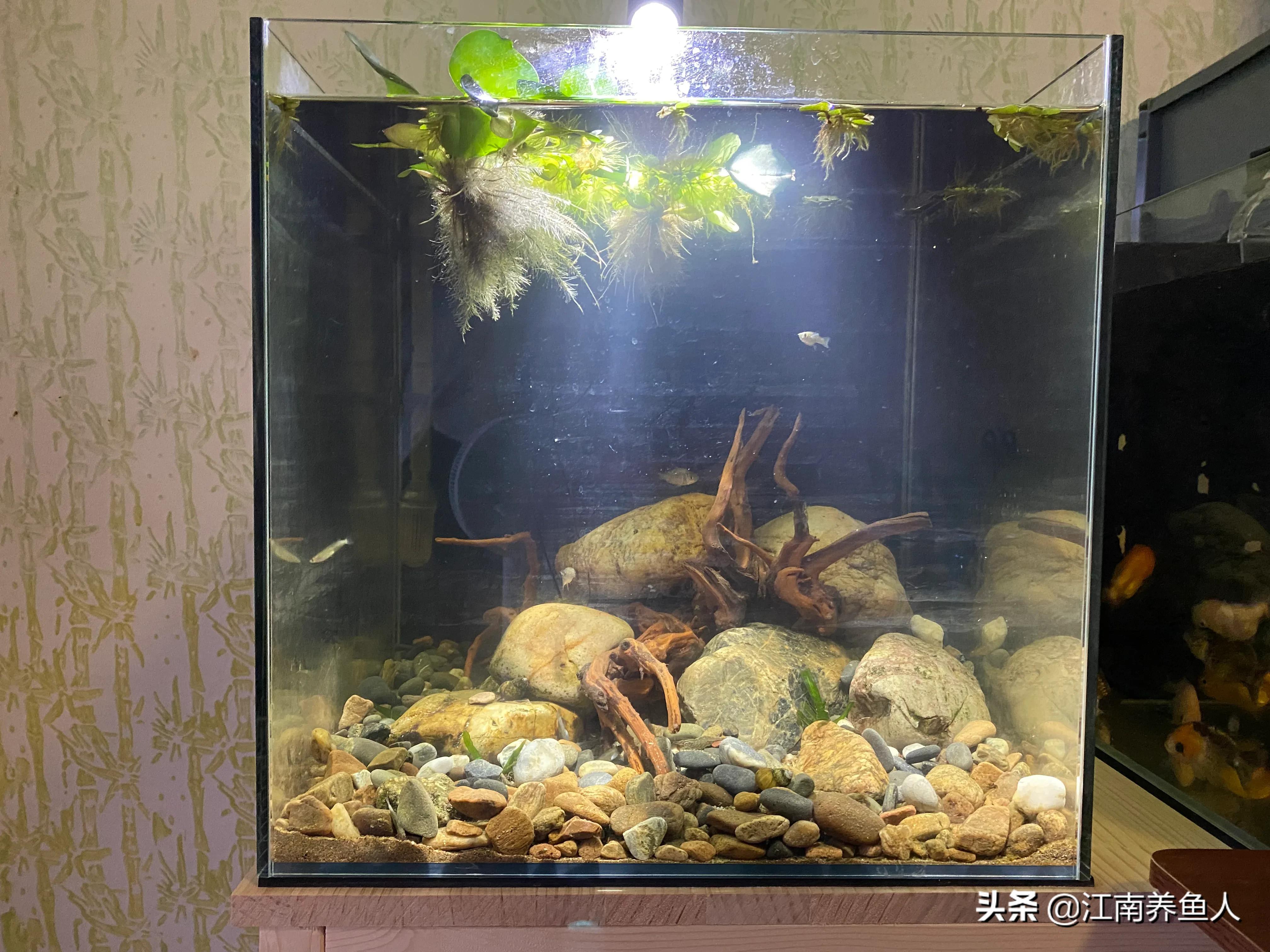 和鱼友分享40原生方缸开缸过程(原生鱼缸开缸详细教程)