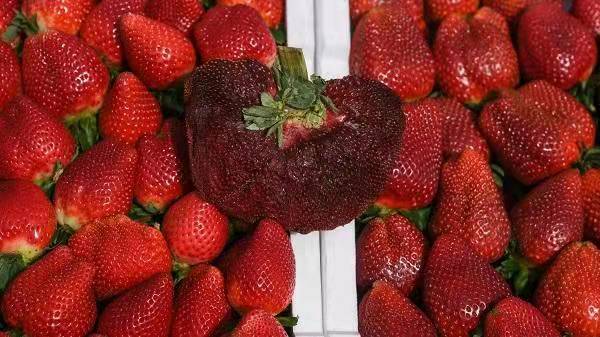 以色列种出289克巨型草莓,破吉尼斯纪录,中国农民:这是畸形果