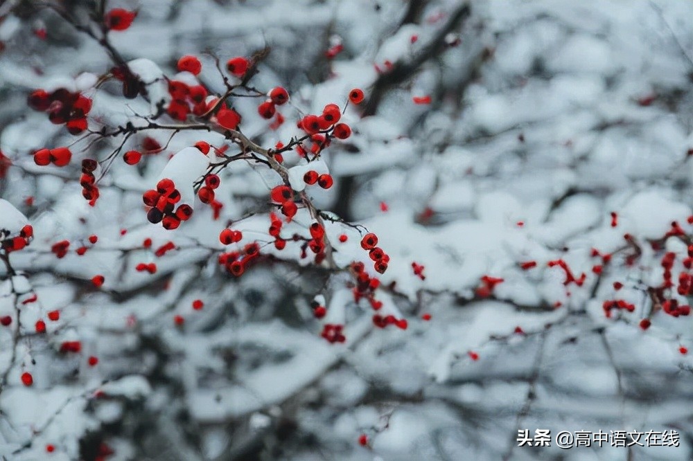 最美古诗词｜写给冬天的诗：物物皆美景，景景含真情