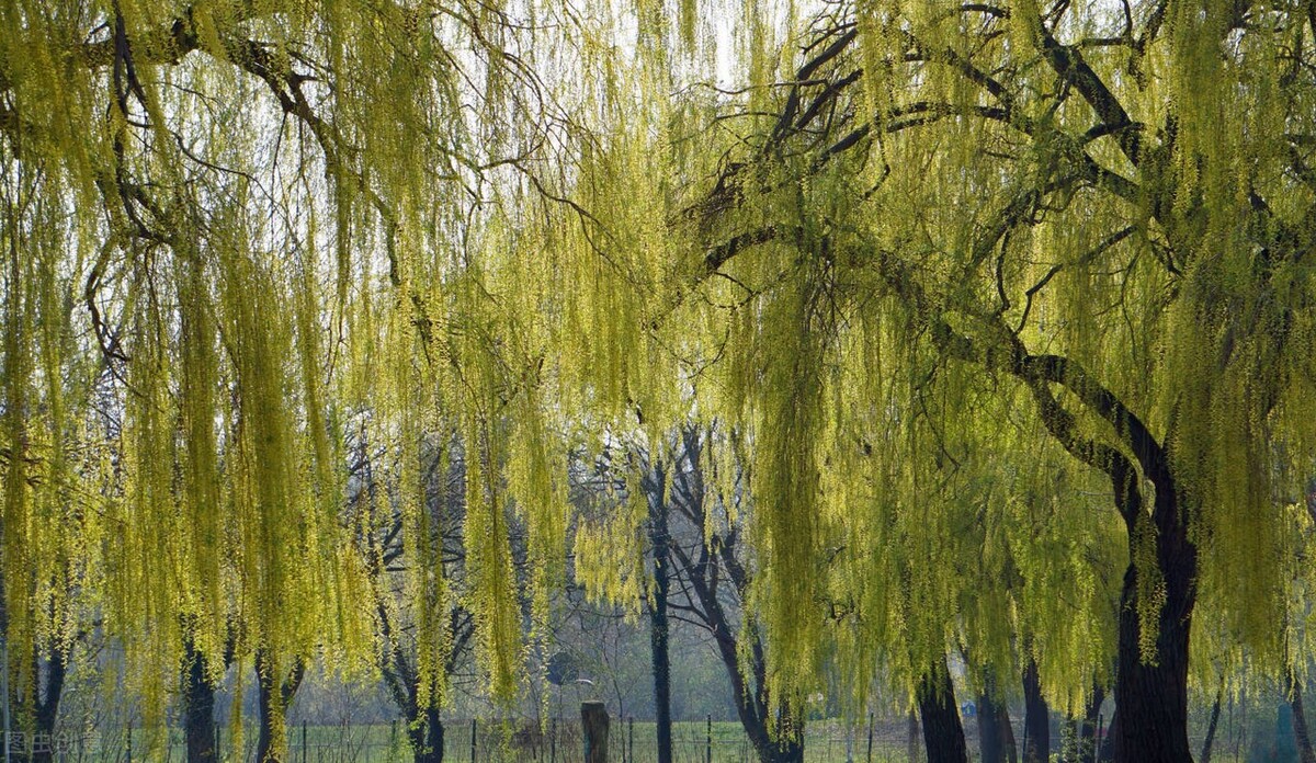 古诗中的“鲤庭”、“烟霞”、“罗浮”、“青鸟”都是什么意思？