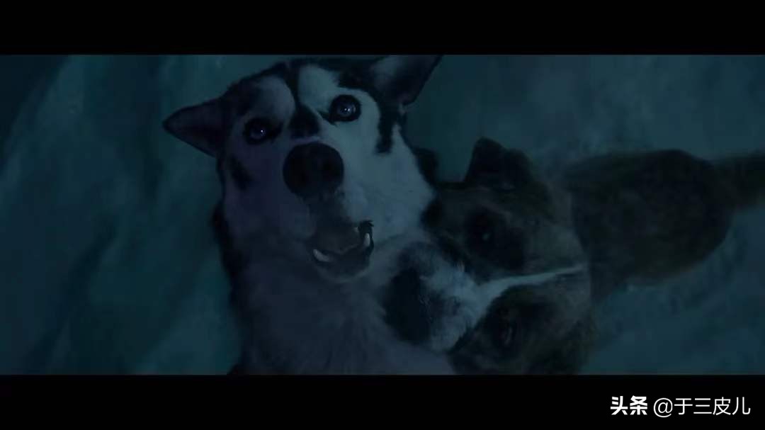 《野性的呼唤》：一条文明狗的野性回归之路，远比电影更残酷血腥