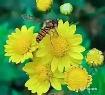 8首咏蜜蜂诗，作者现代：一笑倾零