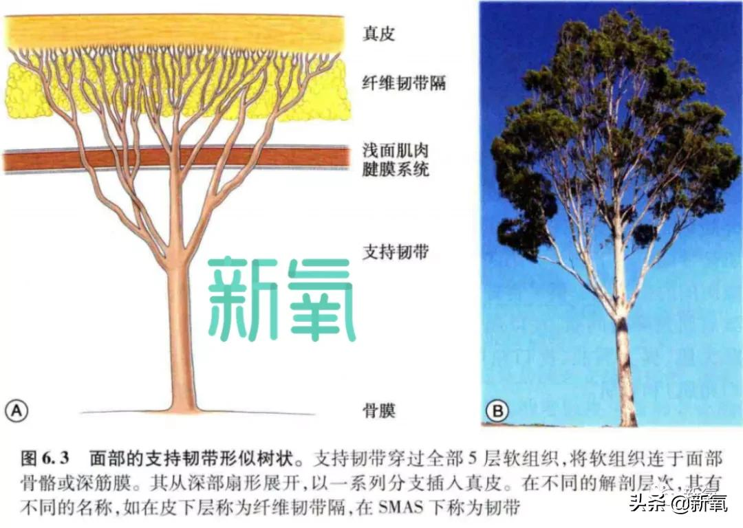 帕德容琶·砂楚(今年43岁的她，年龄仿佛就只是个数字)