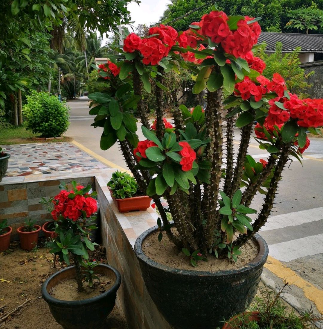 一品红花有毒吗家里可以养吗(10种有毒的花最好不要养)