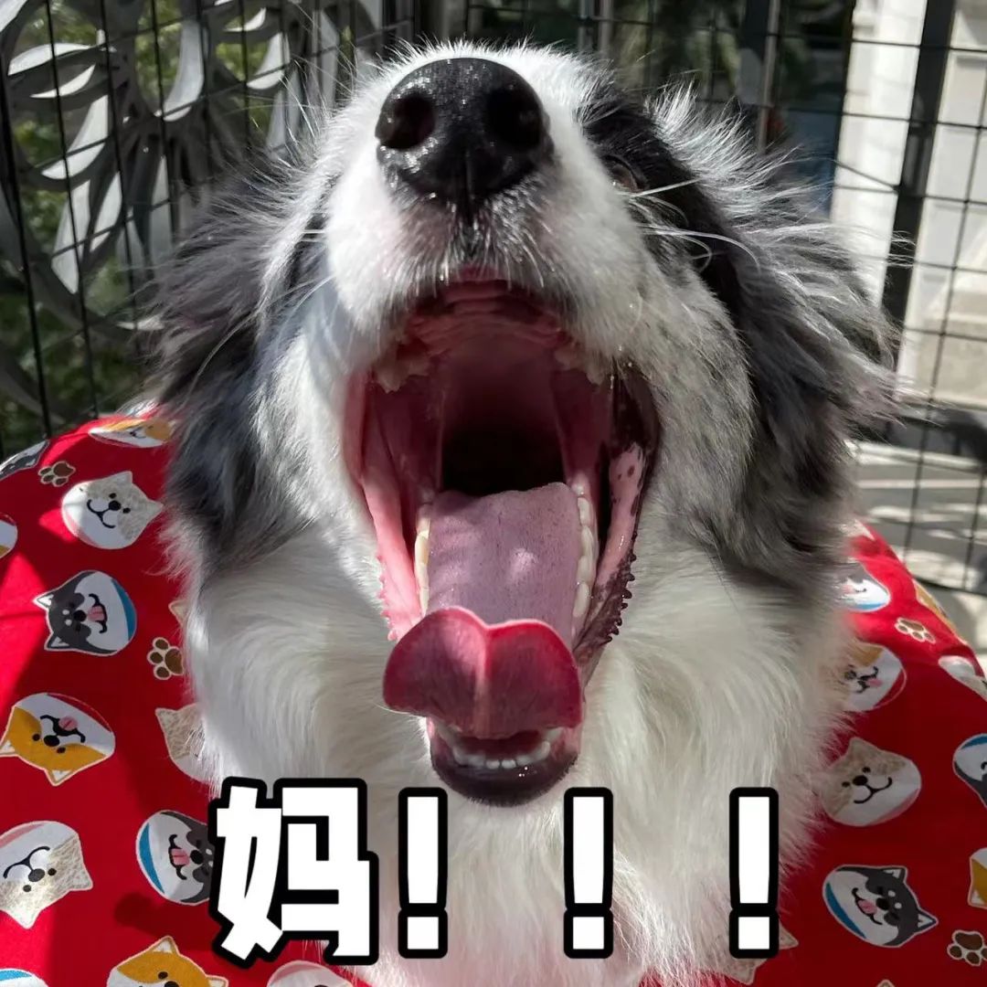 为什么大家不太敢养"边牧"?这几点,不是人人都能接受的