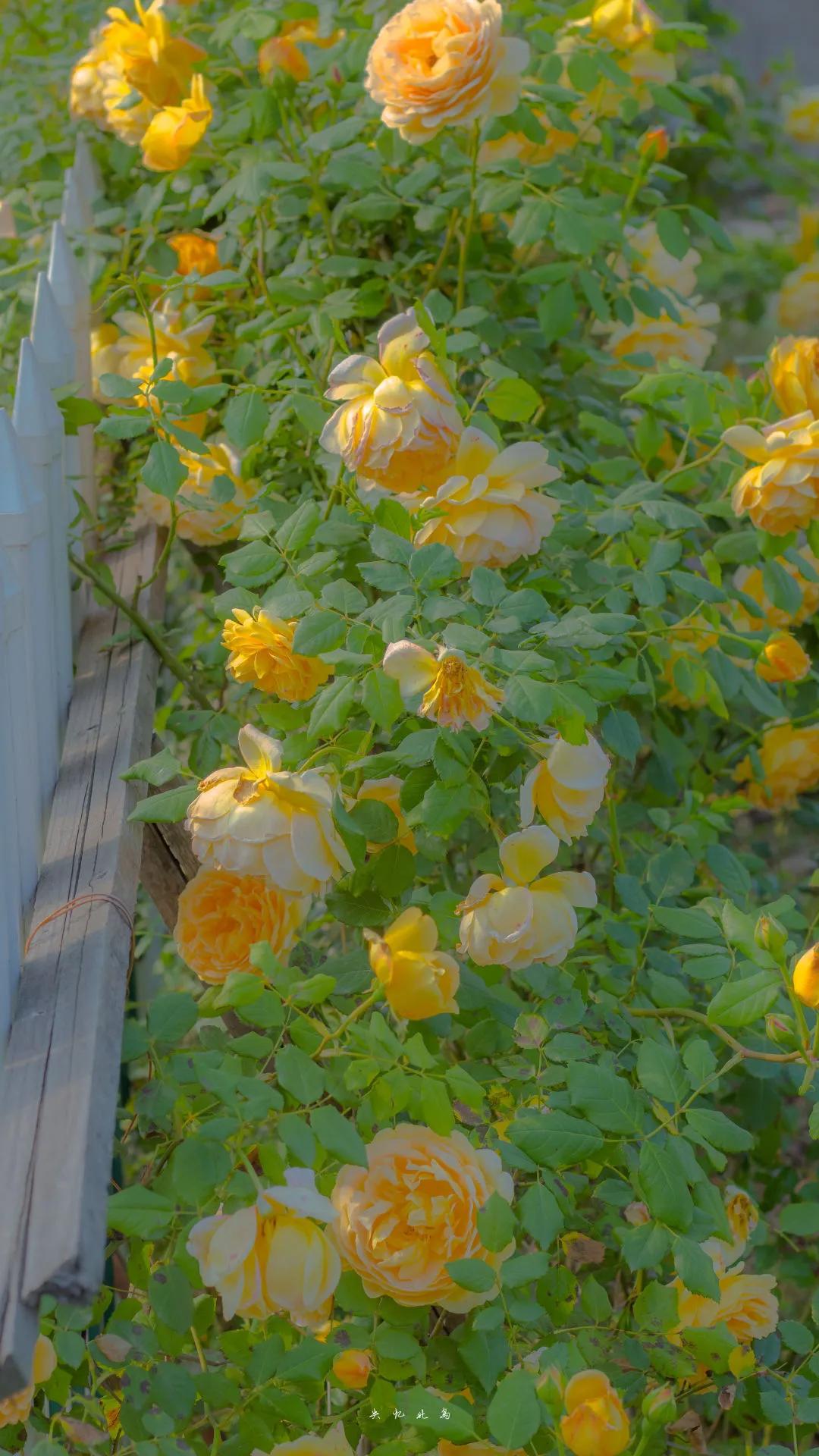 关于毕业的文案