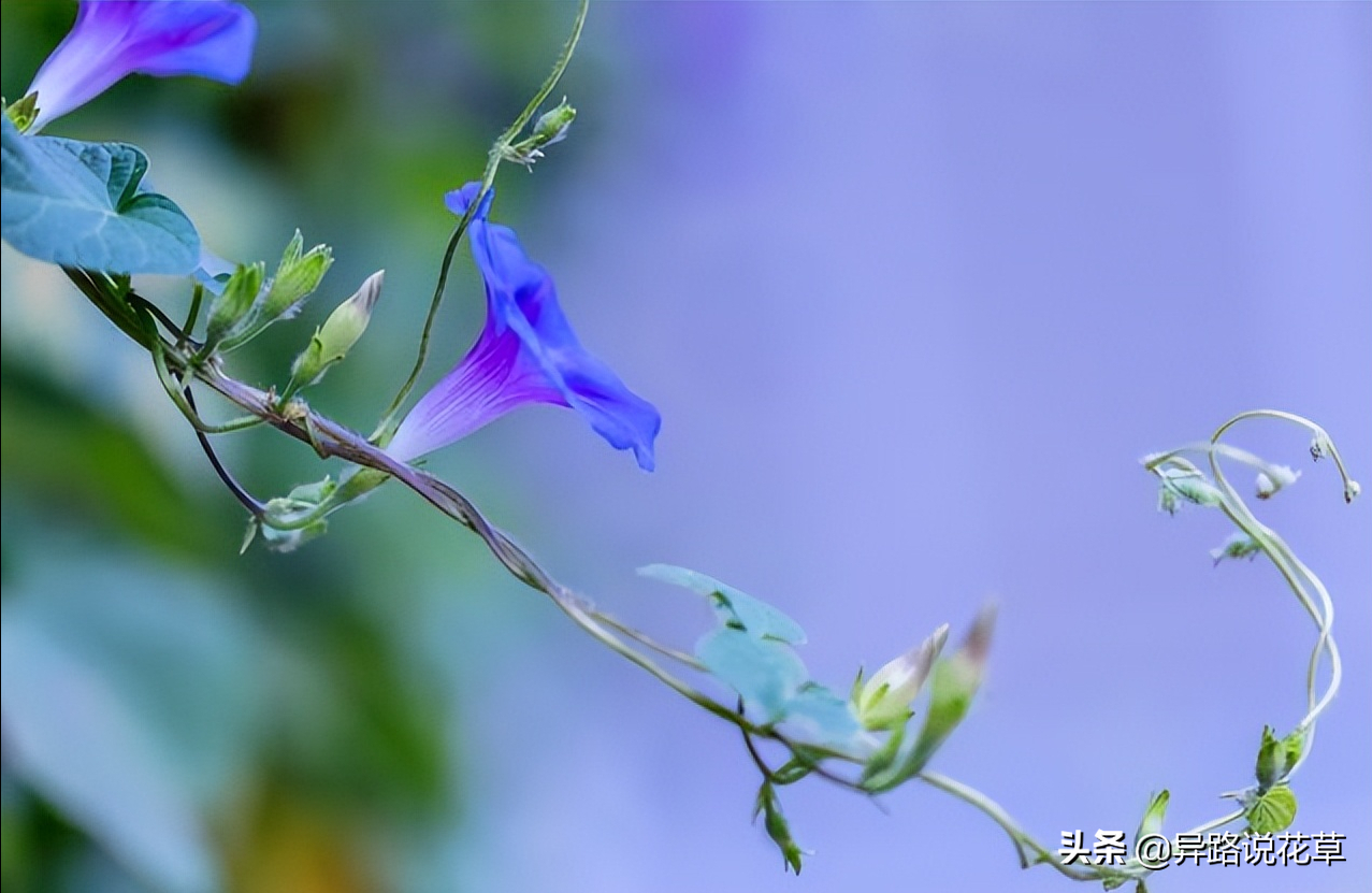 牵牛花:神奇的喇叭花,寓意"爱情永固"的爱情之花