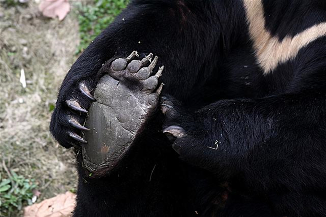 中国历史上,有不少关于黑熊的神话故事,比如《西游记》中大家熟知的"