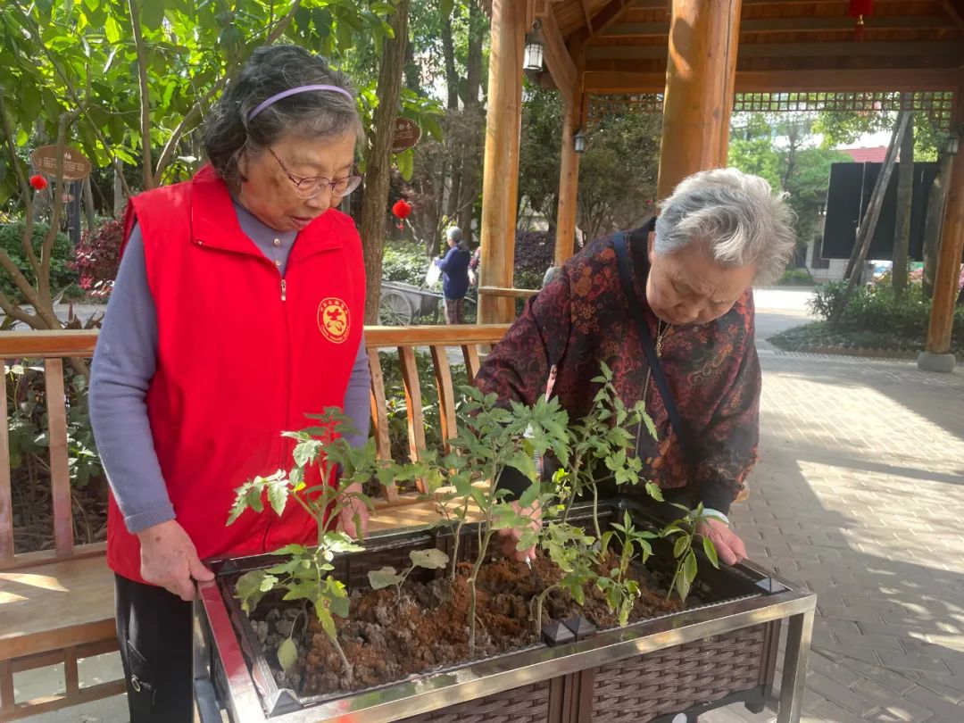 耶！养老院里的开心农场