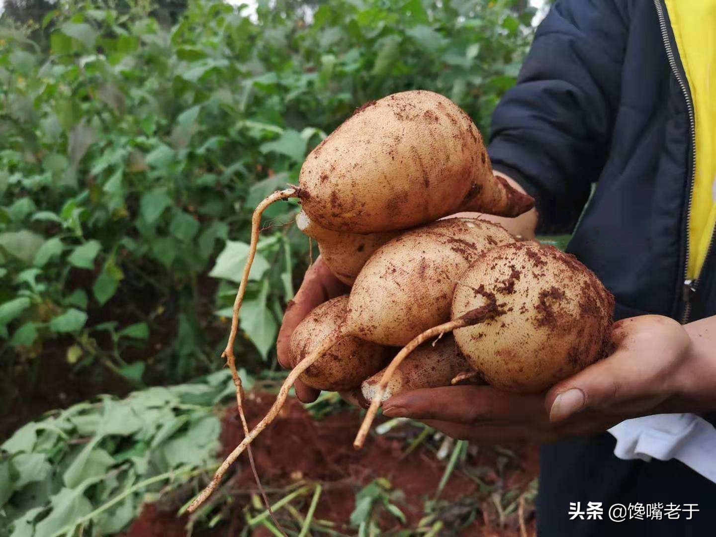 建议中老年人：过年买水果，这5种可以放心吃，低糖好吃营养高