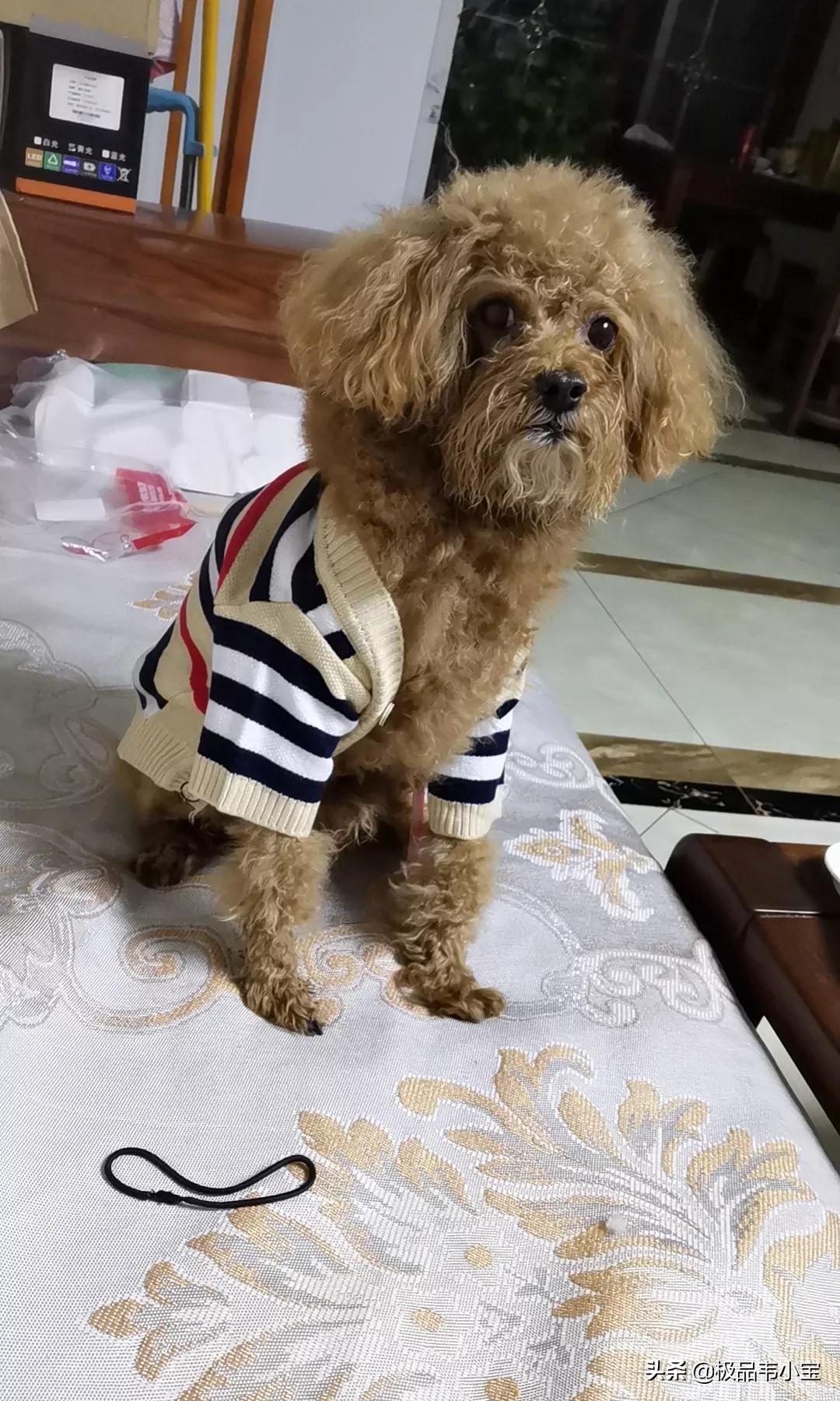 泰迪戴上了黄金铃(泰迪黄金吊坠)