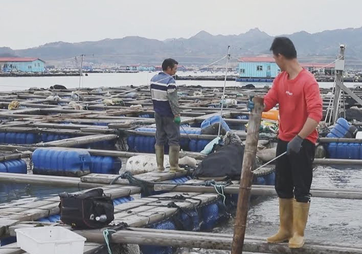 江浙沿海大黄鱼每斤20多，为何有些却能卖出，每斤1.5万的天价？