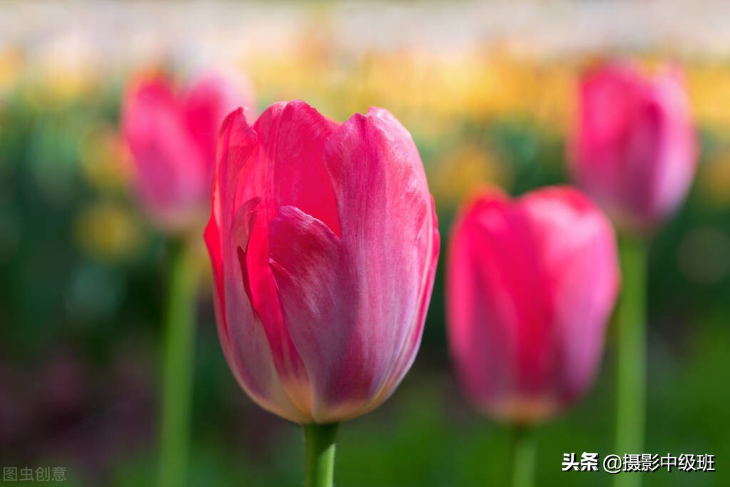 拍花的3大忌諱，破壞了照片效果，郁金香攝影的低級錯誤