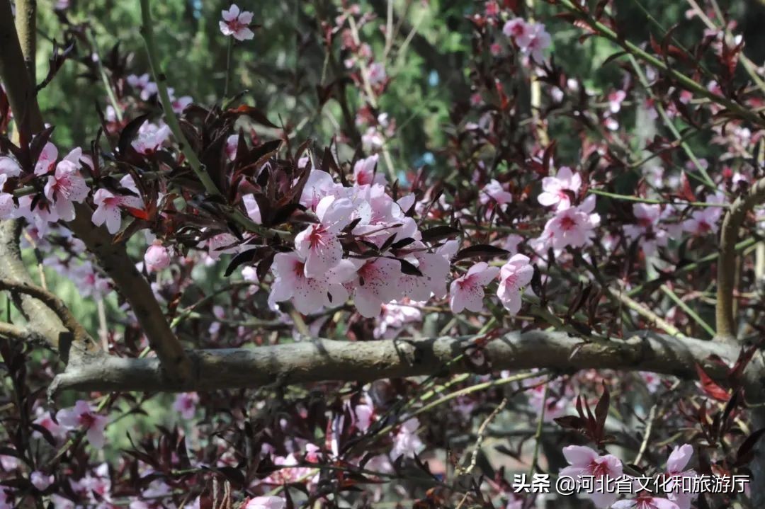 诗意园林春日寻，人间芳菲四月天