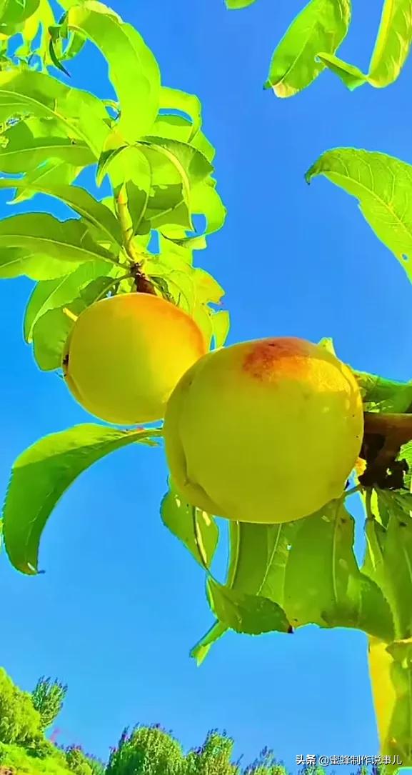 硕果累累,瓜果飘香,丰收的喜悦