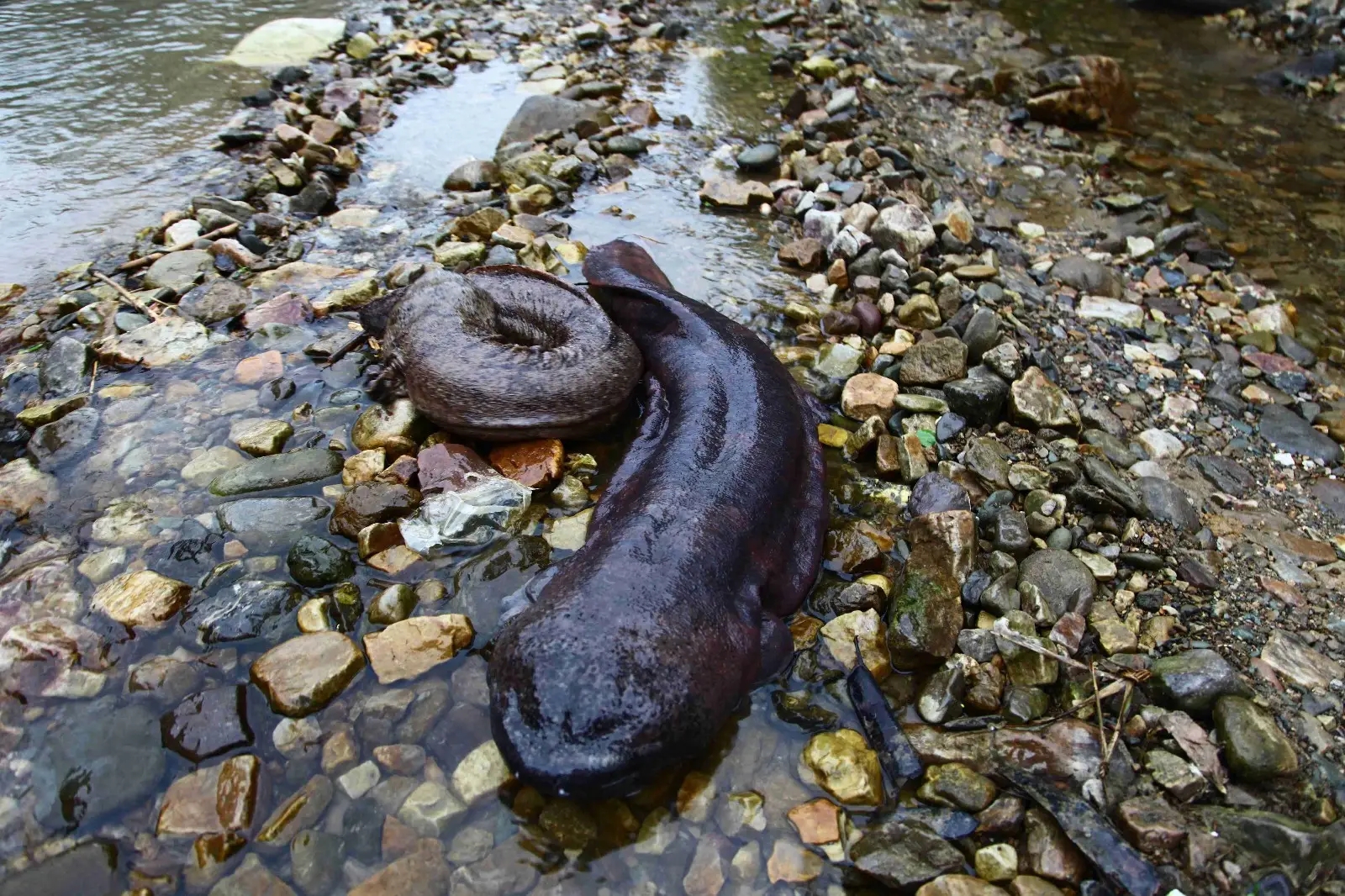 現在很多人都知道野生娃娃魚是屬於國家保護動物,所以每當聽到賣