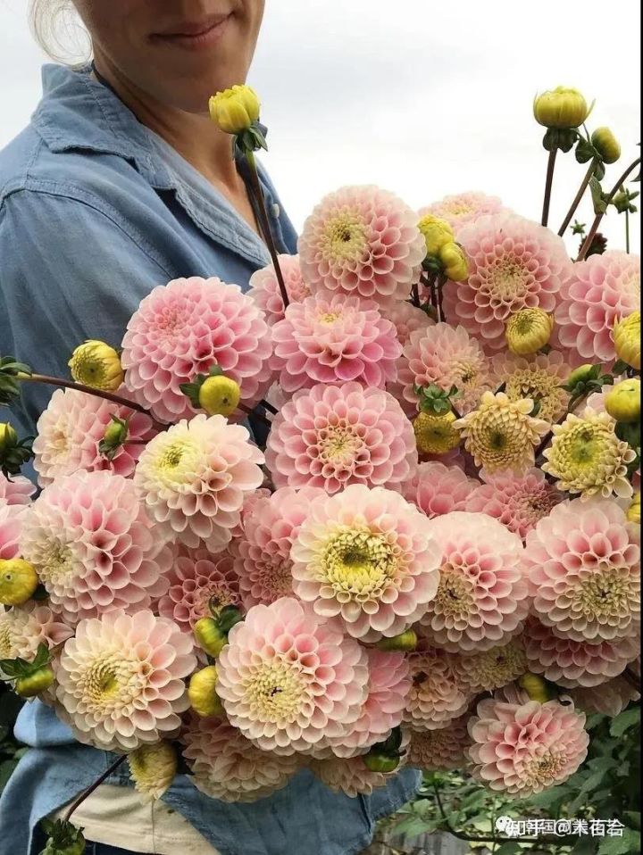 安祖花的功效及作用（常用花材养护攻略花艺师必看）