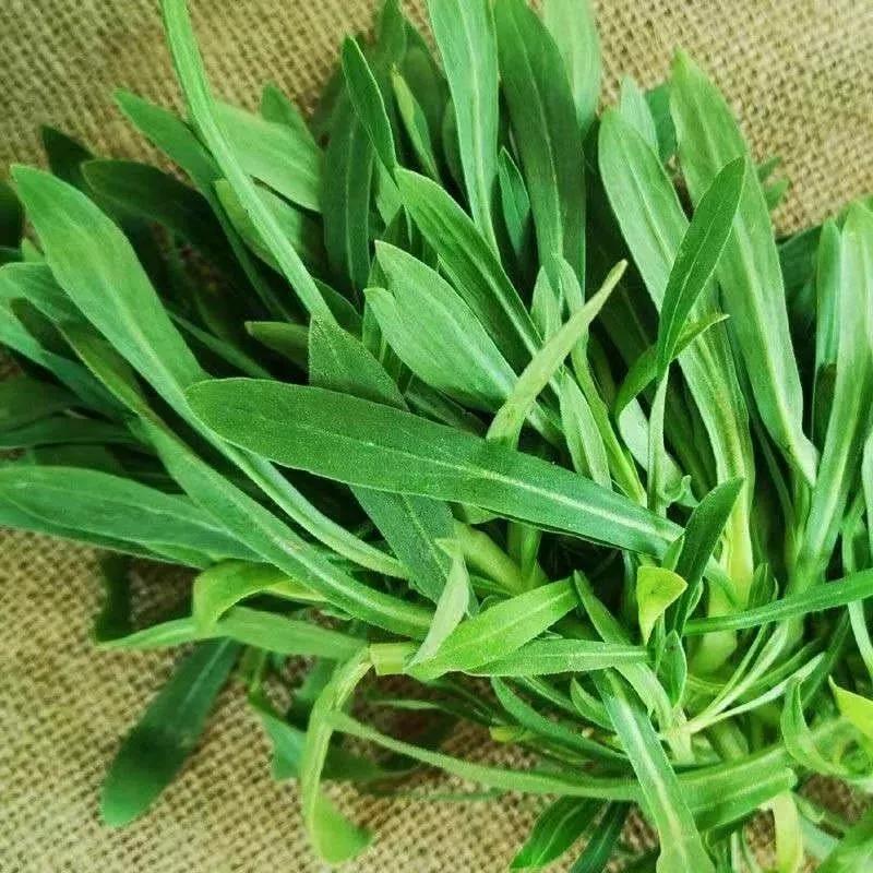 面条菜因叶片狭长像面条而得名,学名为米瓦罐,又叫麦瓶草,灯笼草等.